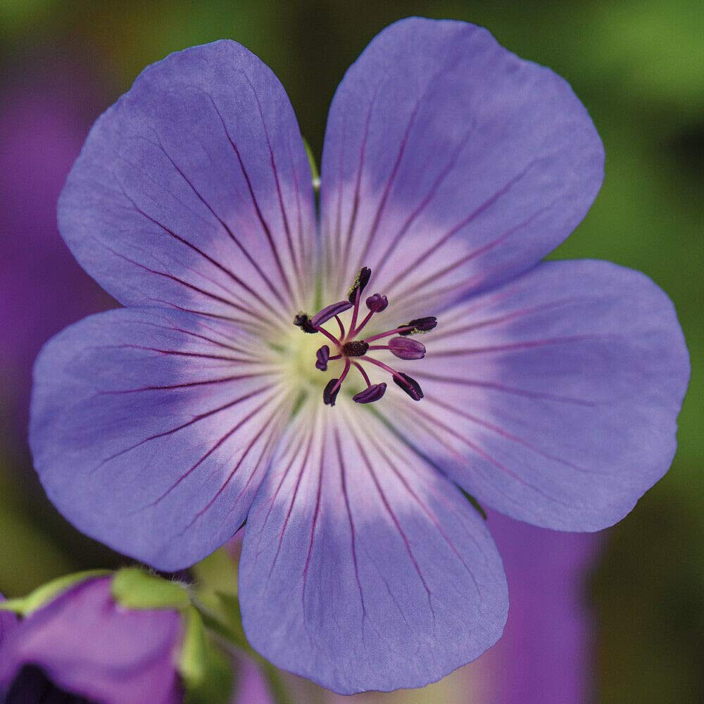 Thompson and Morgan Geranium Rozanne Jumbo Plug Plant 6 Pack Image 1