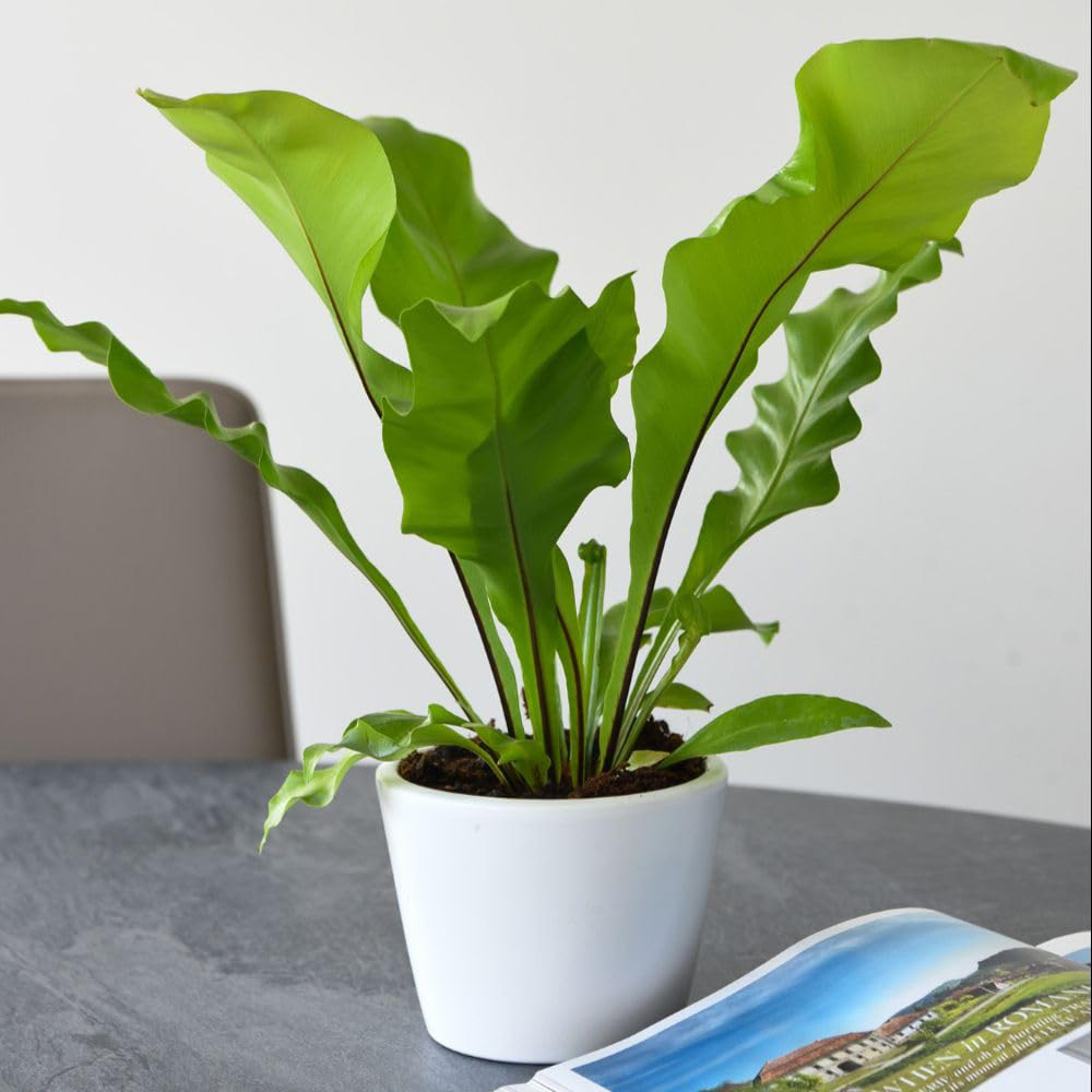 Thompson and Morgan Asplenium Nidus Plant Pot 12cm 2 Pack Image 3