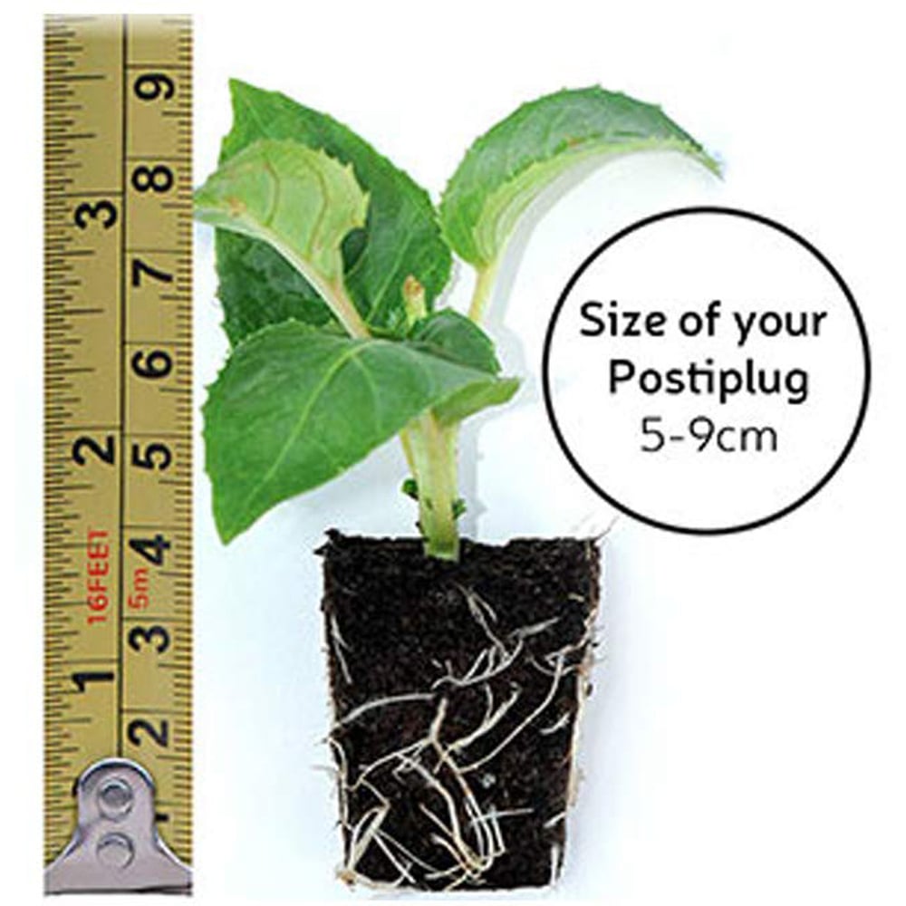 Thompson and Morgan Nurserymans Choice Hanging Basket Mixed Postiplug Plants 15 Pack Image 8