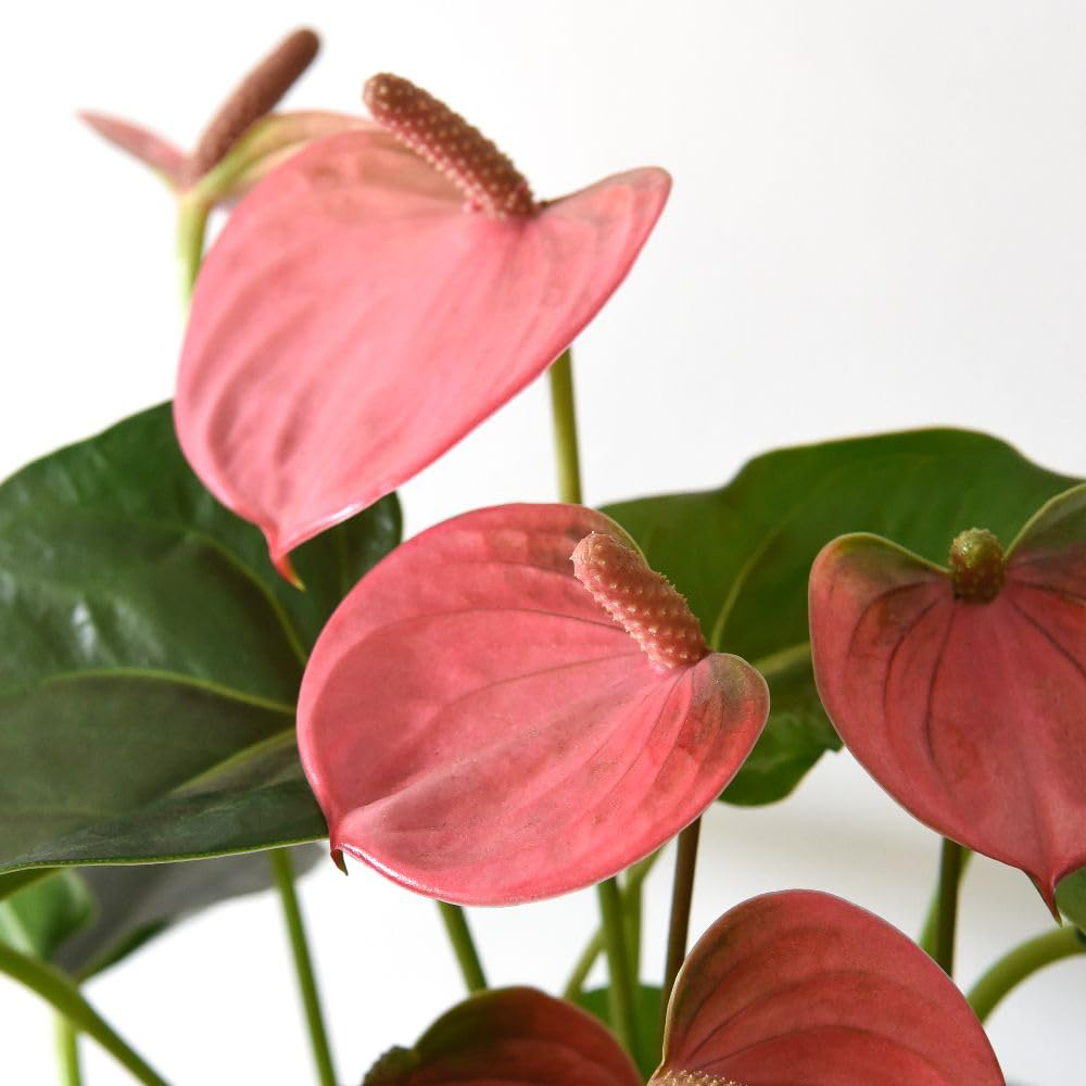 Thompson and Morgan Anthurium Aqua Pink in Sierglass Plant Pot 12cm 2 Pack Image 2