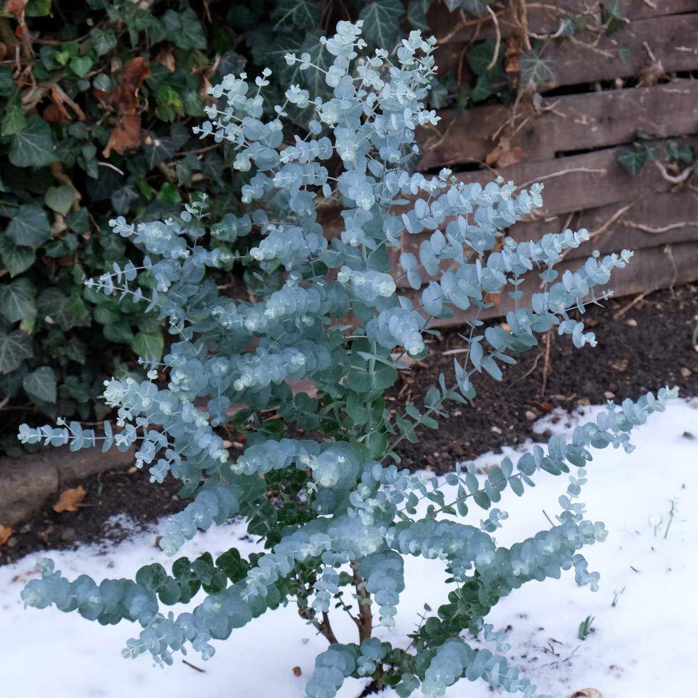 Thompson and Morgan Eucalyptus Gunnii Azura Plant Pot 9cm 6 Pack Image 8