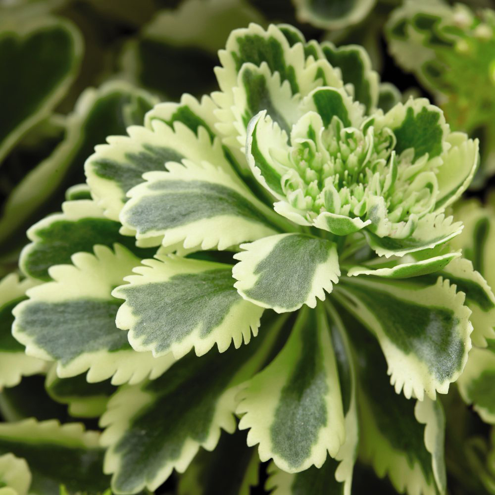 Thompson and Morgan Sedum Atlantis Potted Plant 9cm 5 Pack Image 5