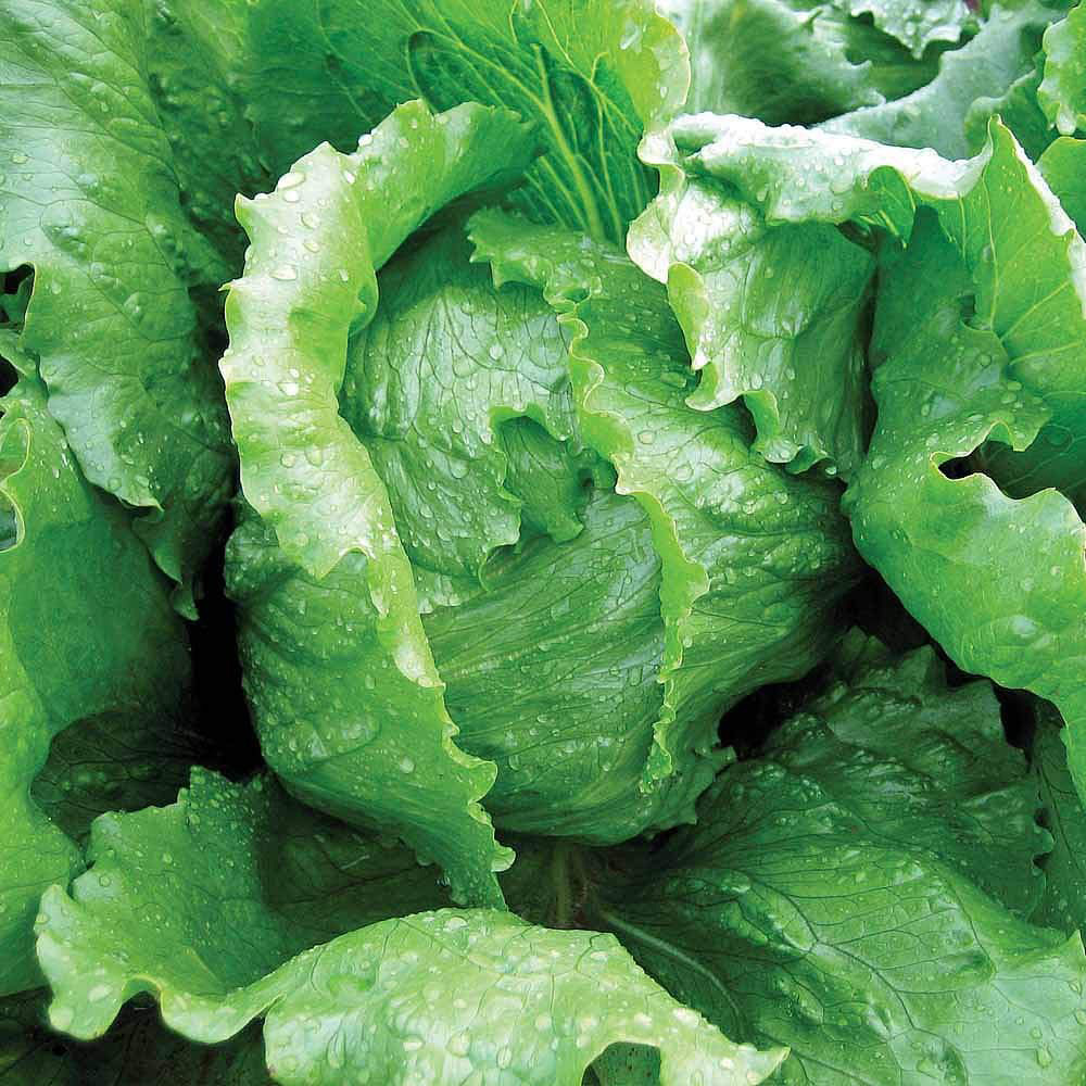 Thompson & Morgan Lettuce Iceberg Antarctica 200 Seeds Packet Image