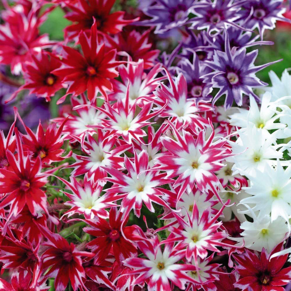 Thompson and Morgan Phlox Pop Stars Garden Ready Plant 30 Pack Image 1