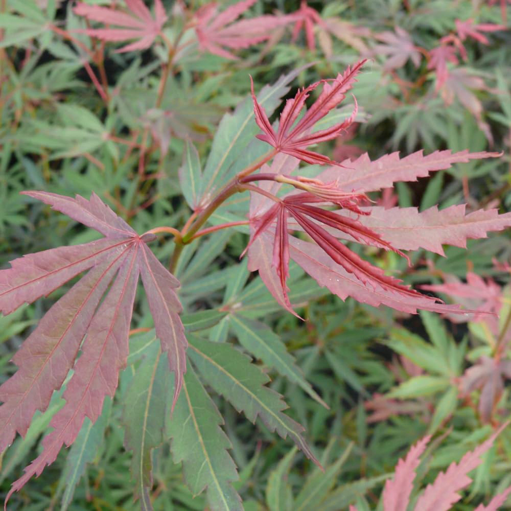 Thompson and Morgan Acer palmatum Jerre Schwartz Plant Pot 6.5L Image 1