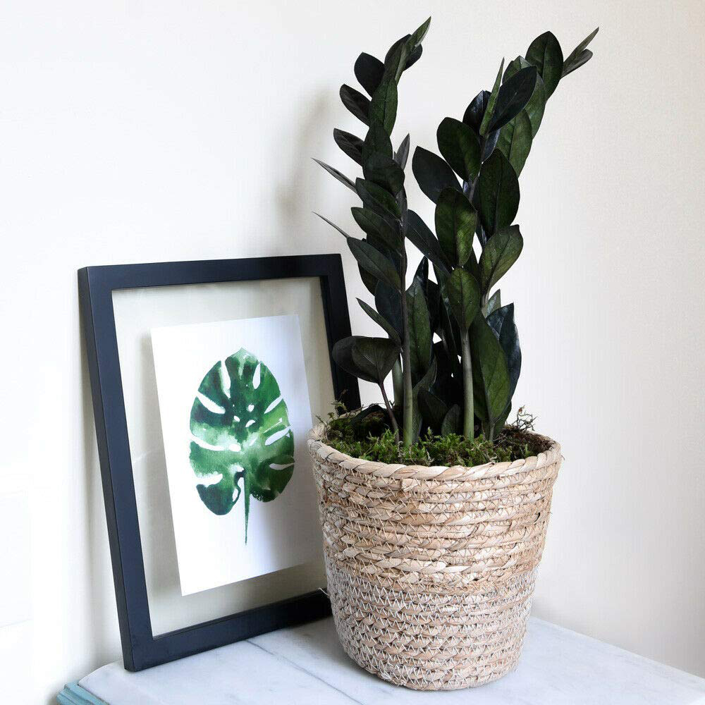 Thompson and Morgan Zamioculcas Raven Black Plant in Pot 14cm 2 Pack Image 5