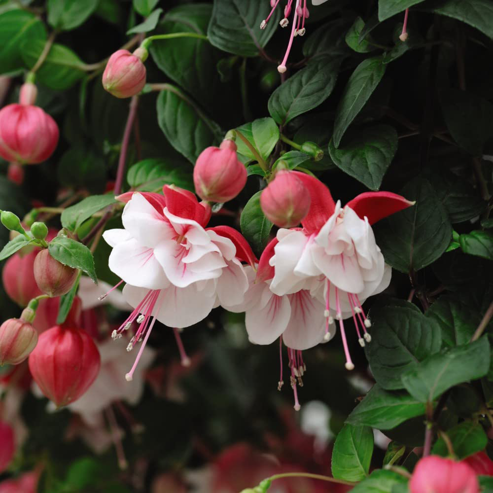 Thompson and Morgan Fuchsia Giant Flowered Collection Postiplugs 100 Pack Image 5