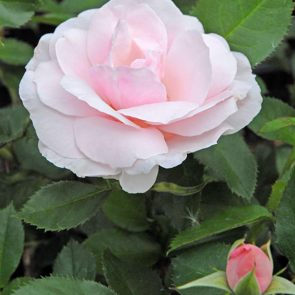 Thompson and Morgan Rose Bush Many Happy Returns Bare Root 2 Pack Image 2