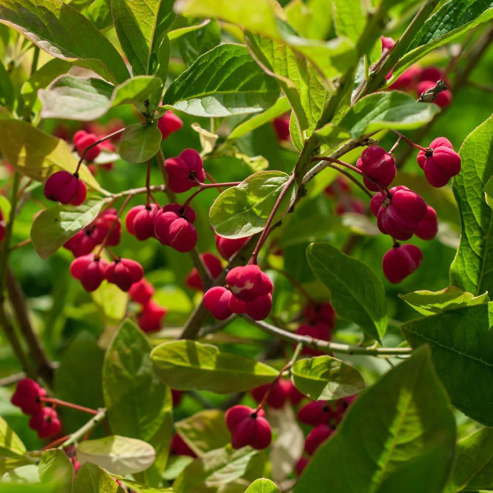 Thompson and Morgan Hedge Spindle Euonymus Europaeus Plant Pot 3L Image 3