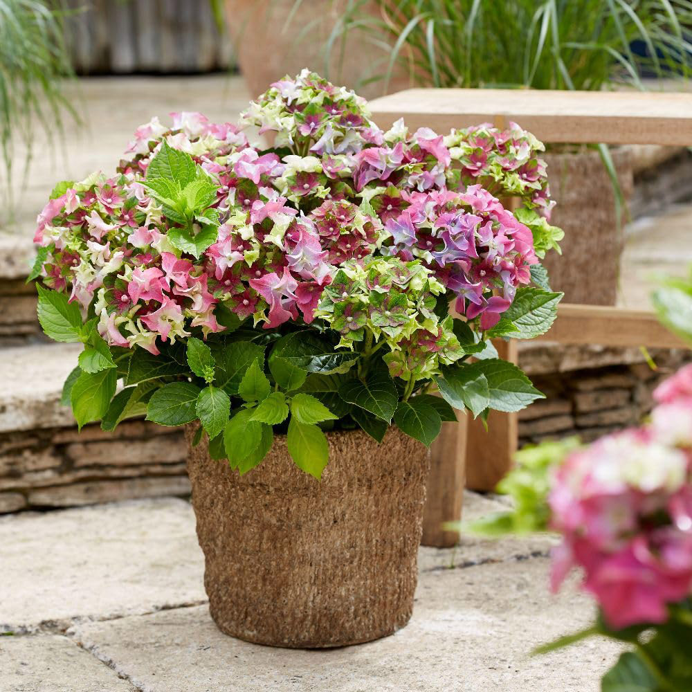 Thompson & Morgan Hydrangea Lady Mata Hari Pink Plant Pot 5L Image 2