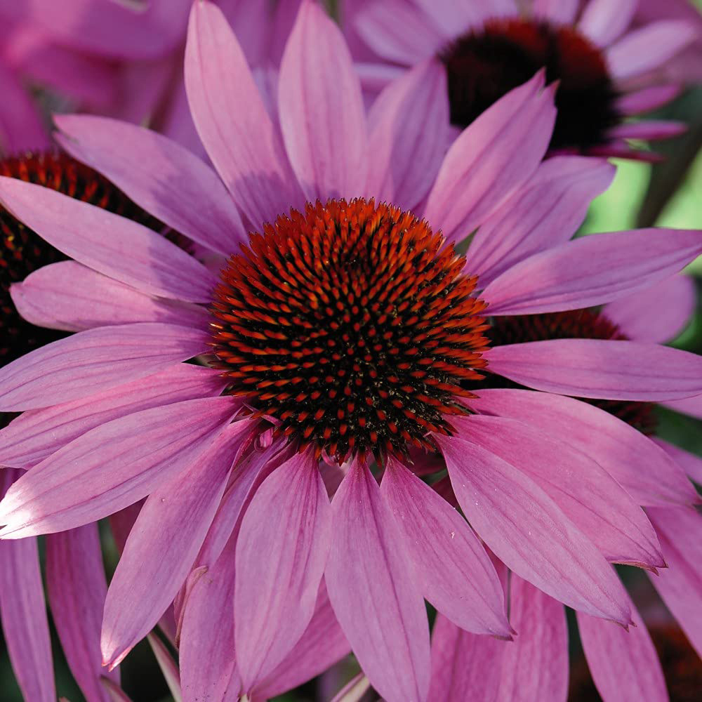 Thompson and Morgan Echinacea Cone Flower Nectar Pink Plant Plug 48 Pack Image 4