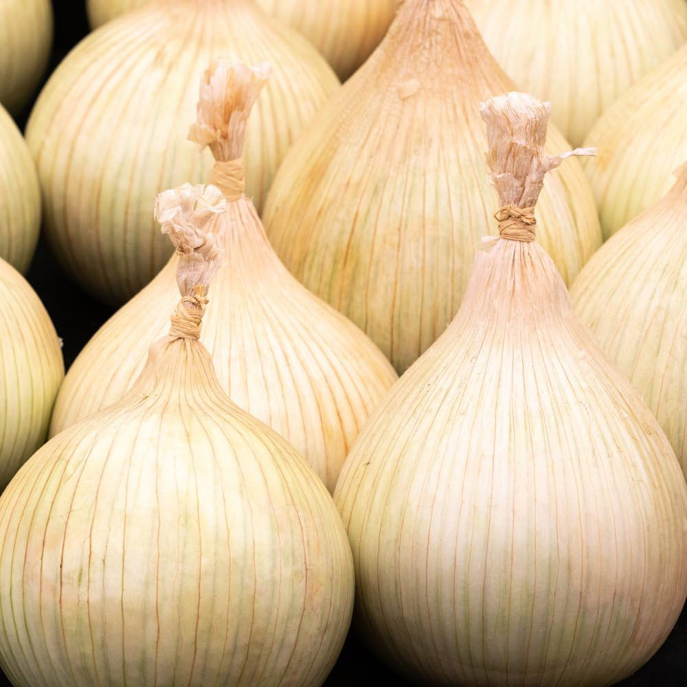Thompson & Morgan Onion Allium cepa Galacticus 100 Seeds Packet Image 1