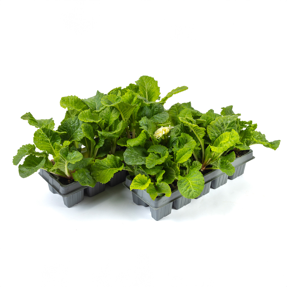 YouGarden Primula Primlet Mixed Garden Ready Plant 20 Pack Image 2