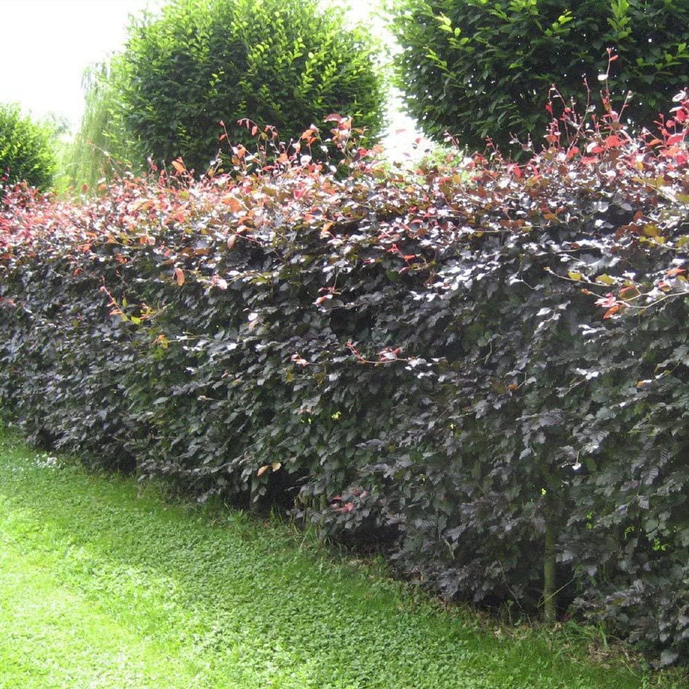 Inspirational Gifting Purple Beech Semi-Evergreen Bare Root Hedge Plant 30-60cm 20 Pack Image 3