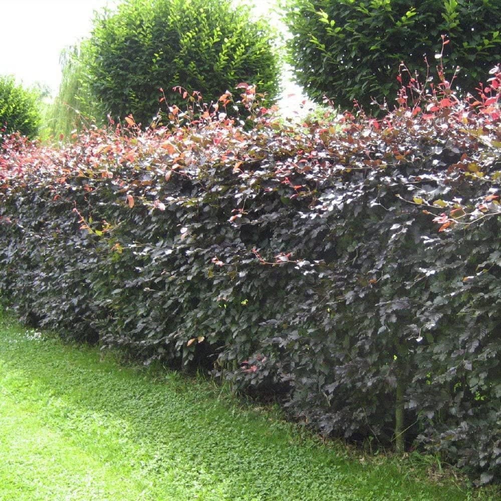 Inspirational Gifting Purple Beech Semi-Evergreen Bare Root Hedge Plant 2-3ft 20 Pack Image 3