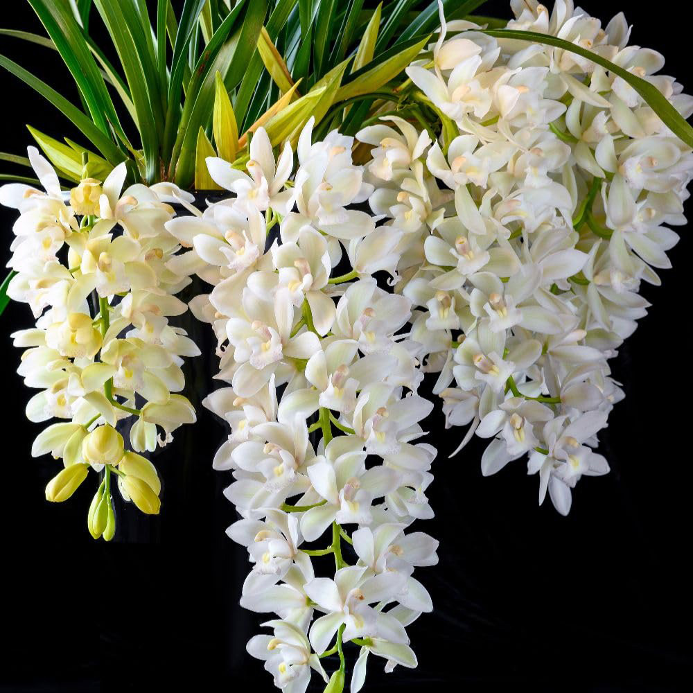 Thompson and Morgan Cymbidium Sarah Jean Gx Ice Cascade Plant Pot 14cm 2 Pack Image 3