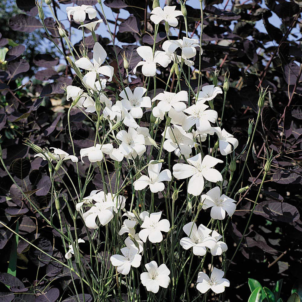 Thompson & Morgan Agrostemma Ocean Pearl Seeds Image 4