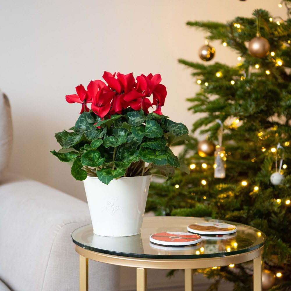 Thompson and Morgan Christmas Gift Cyclamen Wish Red Plant Pot 2 Pack Image 3
