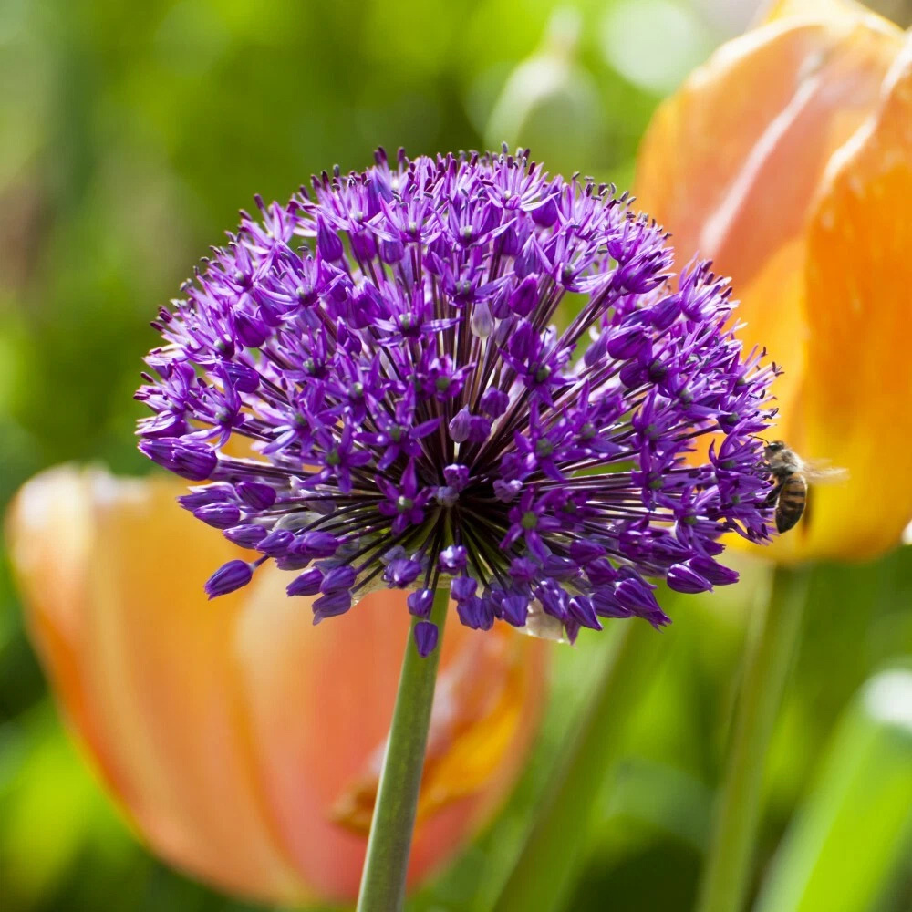 Thompson and Morgan Allium Purple Sensation Planting Bulb 16 Pack Image 5