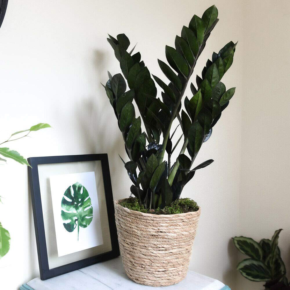 Thompson and Morgan Zamioculcas Raven Black Plant in Pot 14cm 2 Pack Image 4