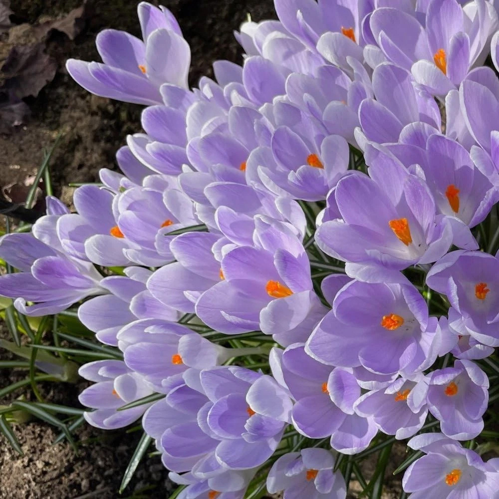Thompson and Morgan Crocus Vanguard Planting Bulb 8 Pack Image 3