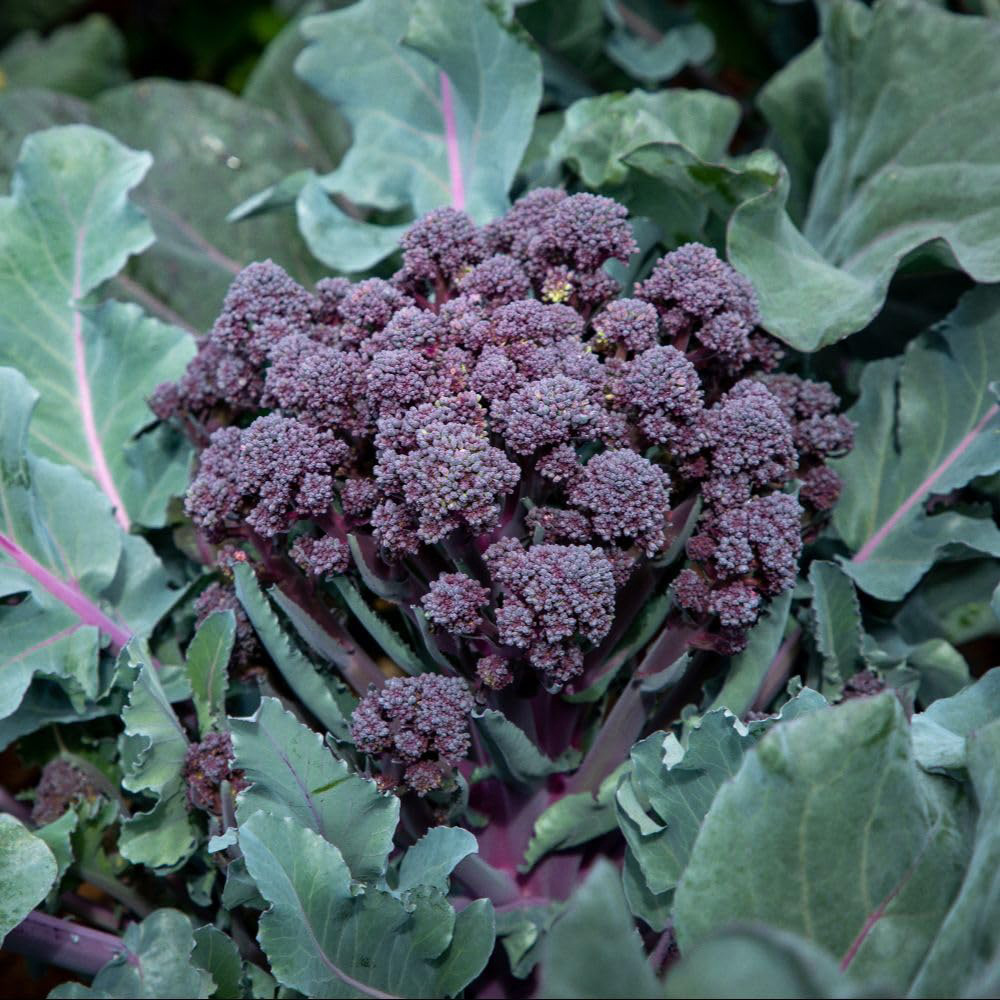 Thompson and Morgan Broccoli Stem Tyrian F1 Seeds Image 1
