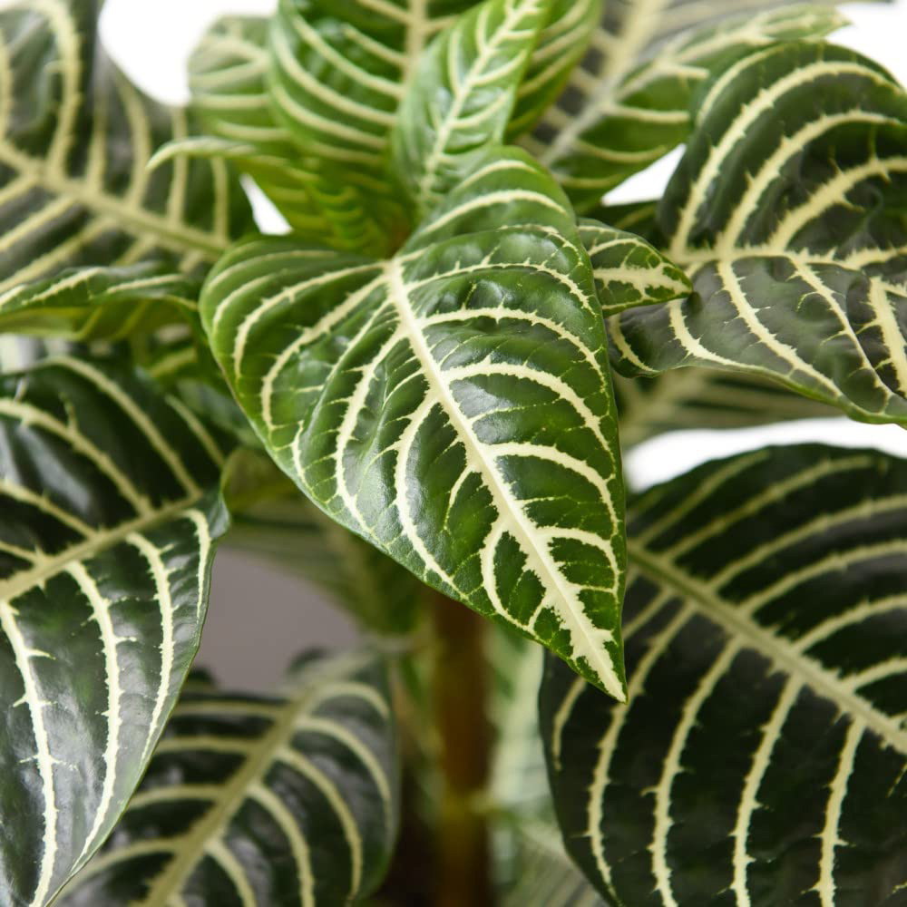 Thompson and Morgan Aphelandra Squarrosa Plant Pot 13cm Image 1