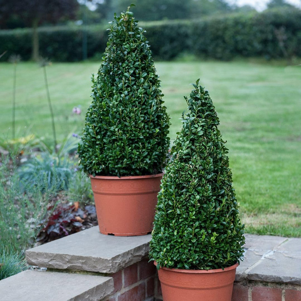 Thompson and Morgan Buxus Sempervivum Pyramid Plant in Pot 4L Image 1