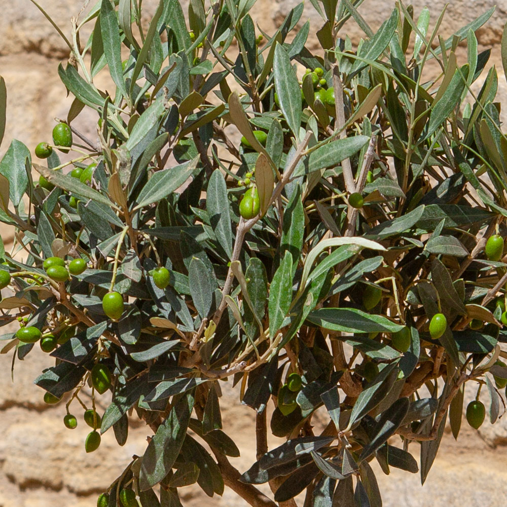 YouGarden Spiral Olive Tree Plant Pot with Gift Wrap 80cm 2 Pack Image 3