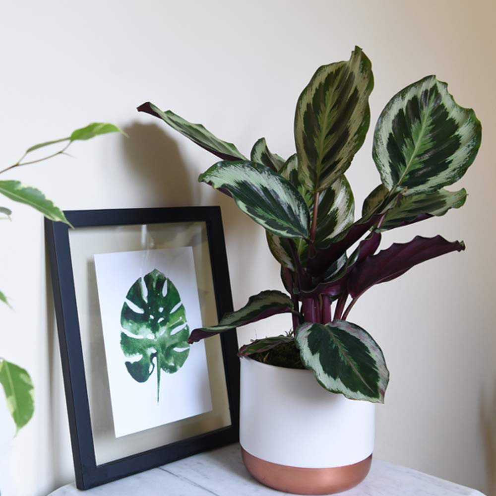 Thompson and Morgan Calathea Roseopicta Medallion Potted Plant 9cm Image 4