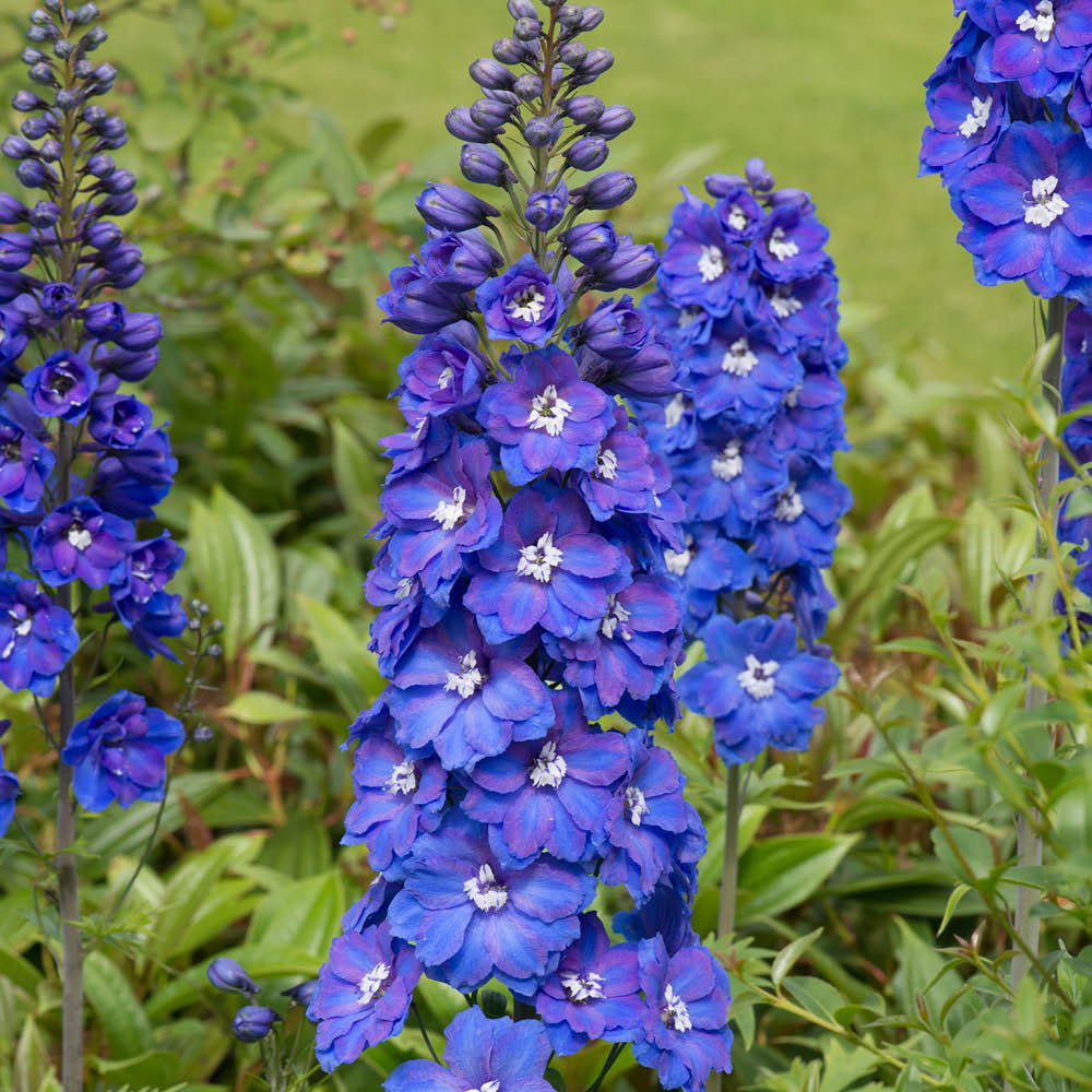 YouGarden Delphinium Collection Plant Pot 3L 2 Pack Image 3