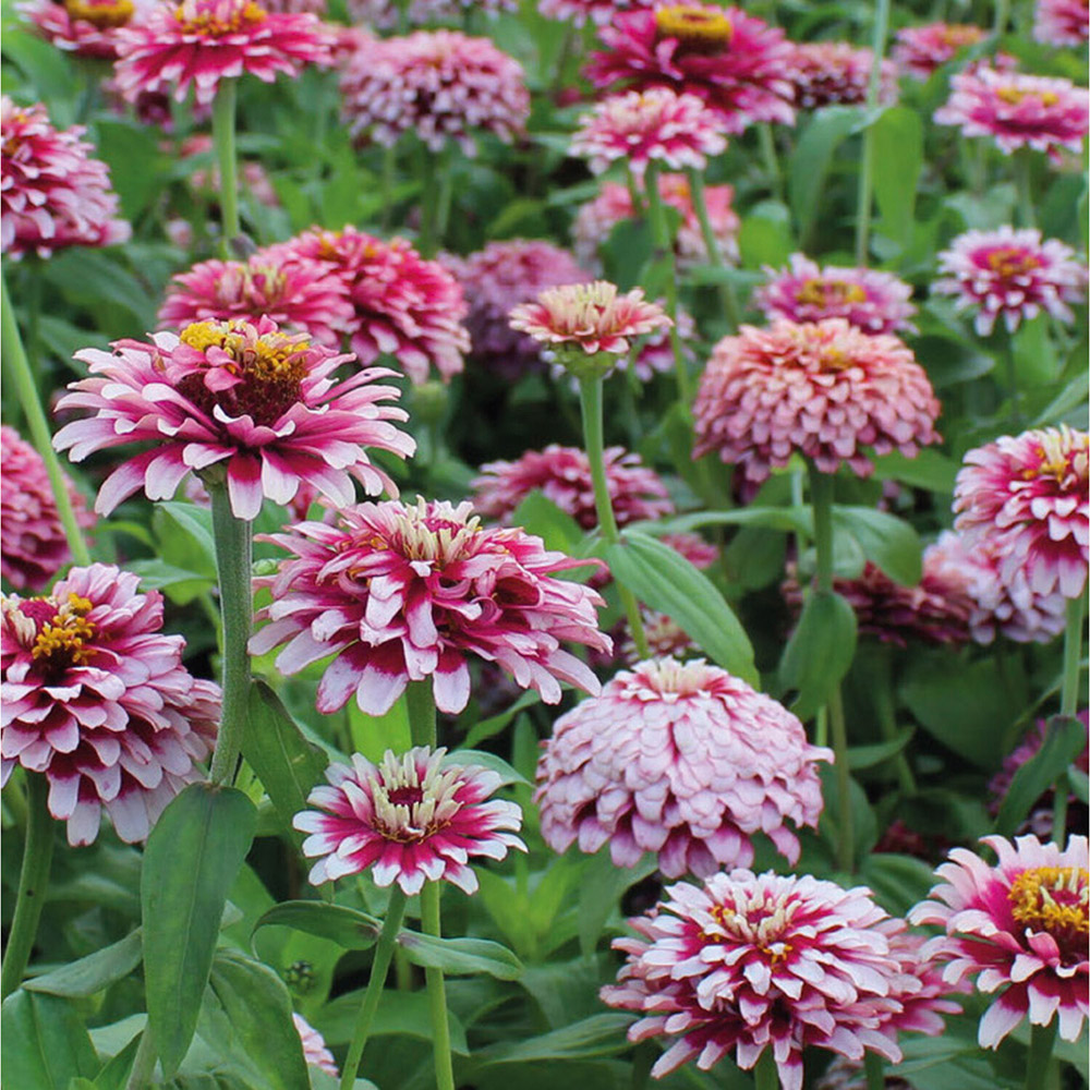Pack of Zinnia Mazurkia Flower Seeds Image 2