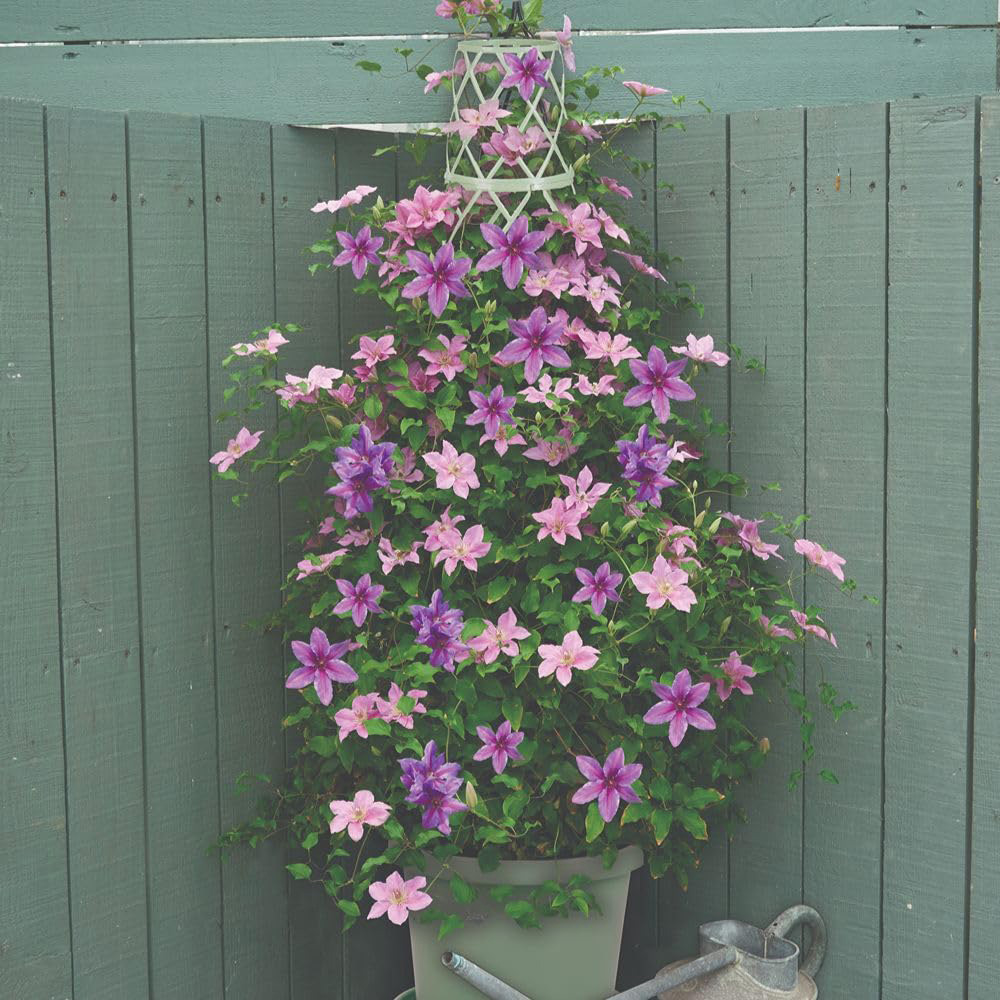 Thompson and Morgan Clematis Bridgewater Plant Pot 3L Image 5