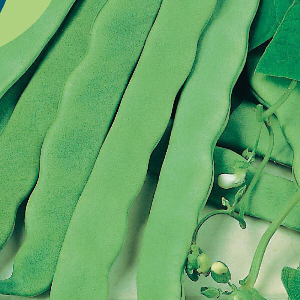 Climbing French Bean Vegetable Seeds Image 2