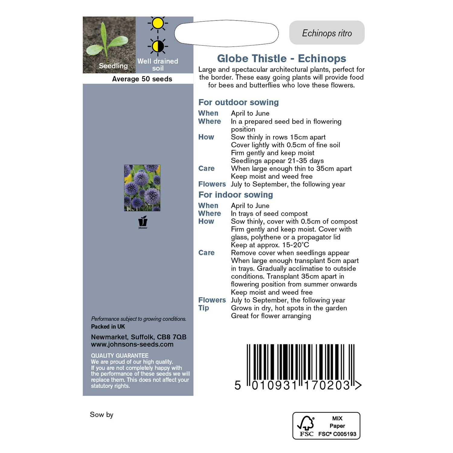 Johnsons Globe Thistle Echinops Flower Seeds Image 3