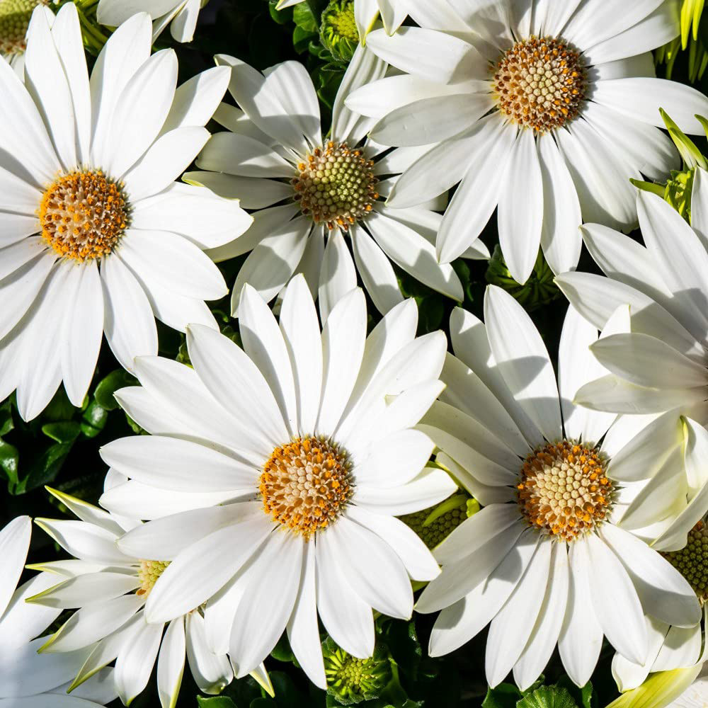 Thompson and Morgan Osteospermum Hardy Snow Pixie Jumbo Plugs 3 Pack Image 1