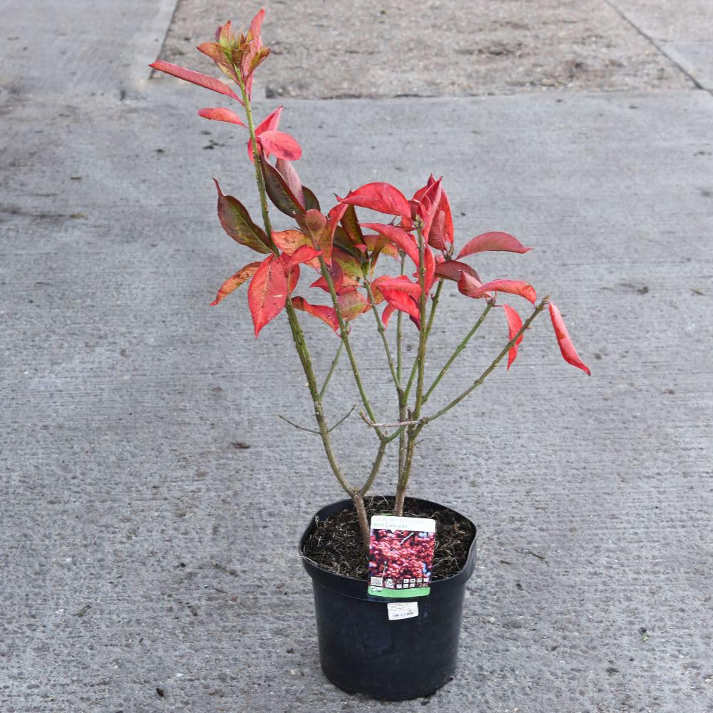 Thompson and Morgan Euonymus Europaeus Red Cascade Plant Pot 15L Image 2