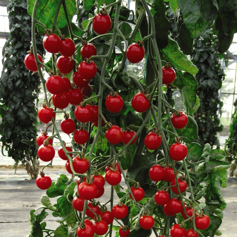 Thompson and Morgan Tomato Bite Size Seeds Image 1