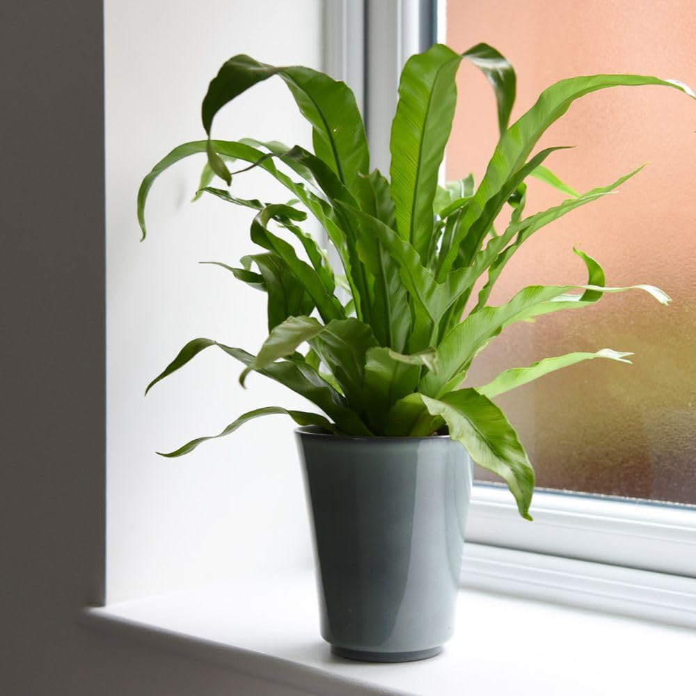 Thompson and Morgan Asplenium Antiquum Plant Pot 12cm 2 Pack Image 3
