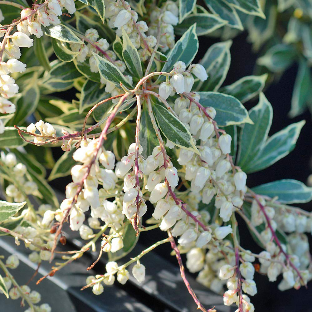 Thompson and Morgan Pieris Japonica Flaming Silver Potted Plant 9cm Image 1