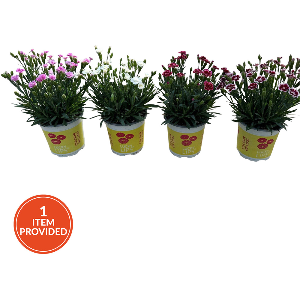 Dianthus Lucky Lips Perennial Plant Image 1