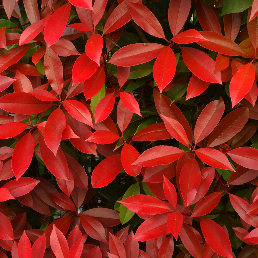 YouGarden Photinia Red Robin Hedging Plant in Pot 9cm 12 Pack Image 1