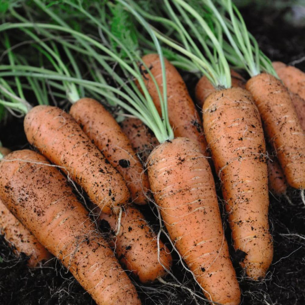 Thompson & Morgan Carrot Fly Free Collection Seed Packet 3 Pack Image 2