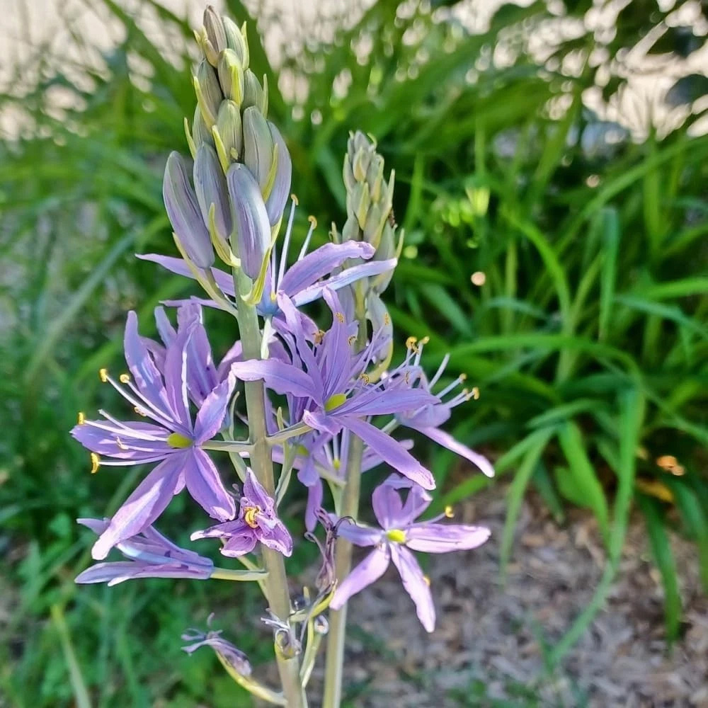 Thompson and Morgan Camassia Leichtlinii Caerulea Planting Bulb 6 Pack Image 2