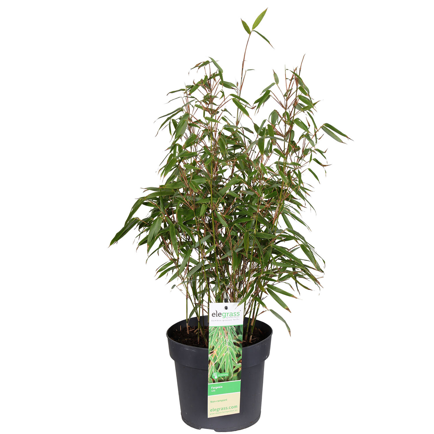 Bamboo Fargesia Mix 19cm - Green Image