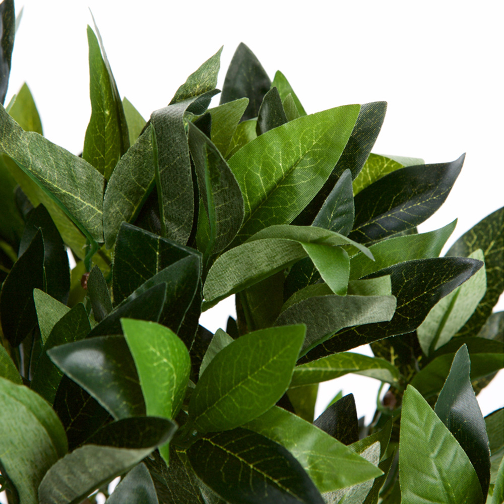 50cm Dwarf Bay Tree Image 3
