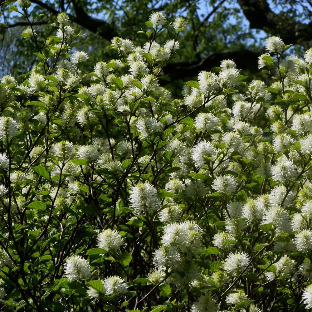 Thompson and Morgan Fothergilla Major Blue Shadow Plant Pot 3L 2 Pack Image 3