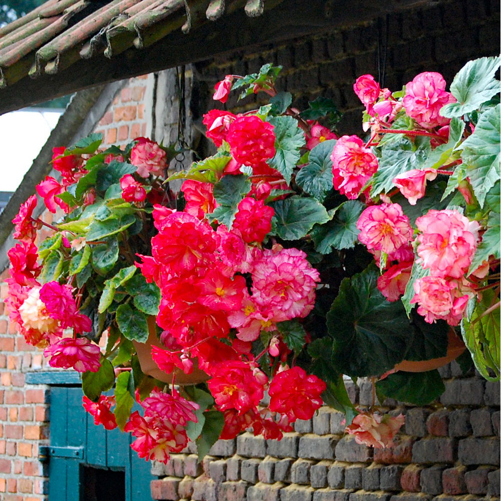 YouGarden Belgian Trailing Giant Begonia Tuber 10 Pack Image 3