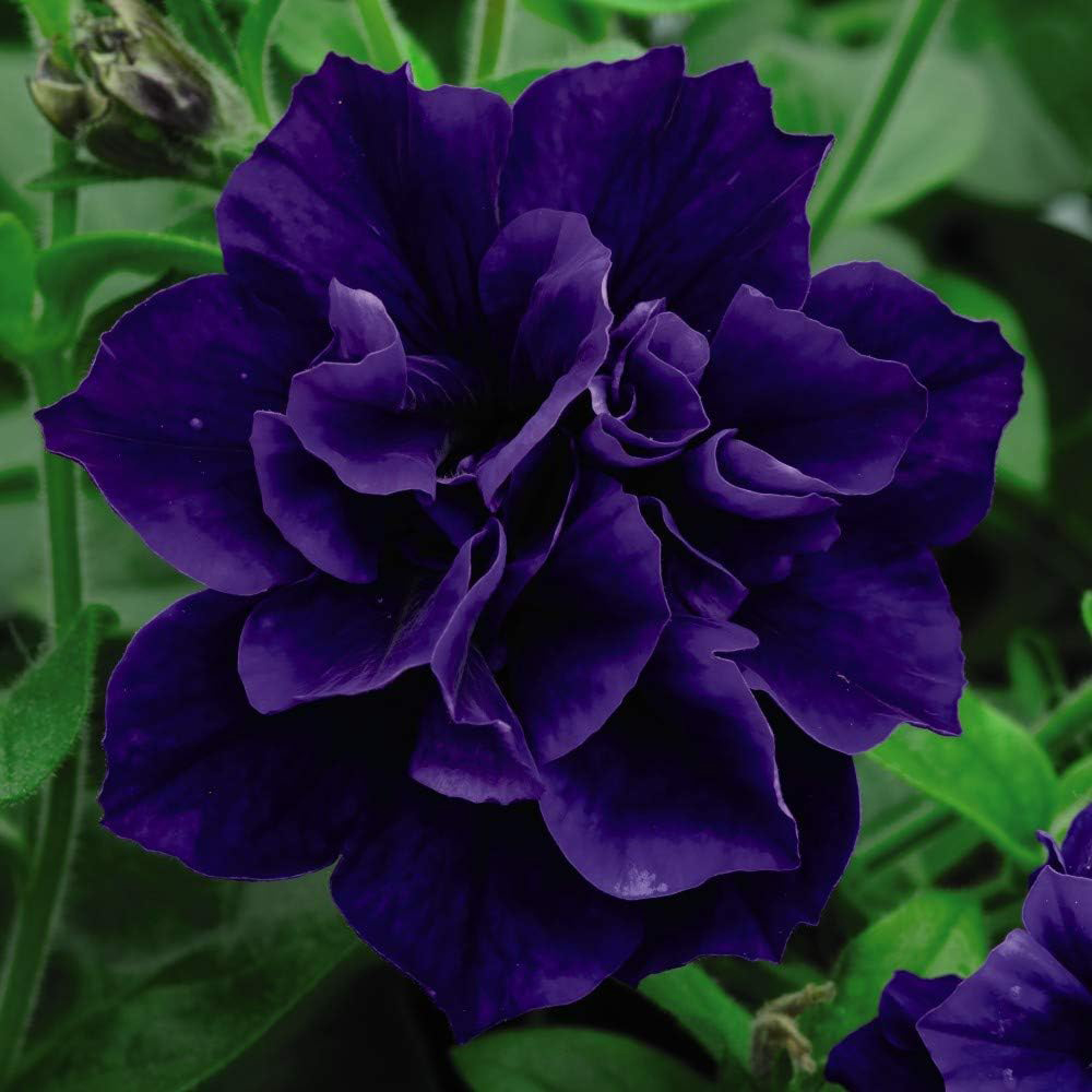Thompson and Morgan Petunia Tumbelina Frills and Spills Collection Postiplugs 10 Pack Image 2