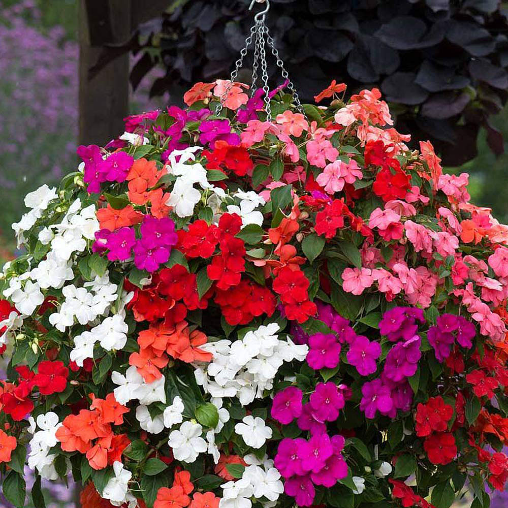 Thompson and Morgan Busy Lizzie Beacon Mixed Garden Ready Plant 30 Pack Image 4